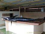 A Marlin auf dem Stall, bereit, geschnitten werden (Blue Marlin), Martinique.