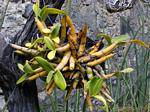 Dendrobium, Art der Bambus-epiphytischen Orchidee, Anse Latouche, Martinique.
