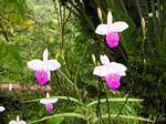 Orchideen, wahrscheinlich Arundina (Bamboo Orchideen), Anse Latouche, Martinique.