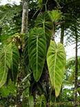Philodendron Blätter auf Reben Epiphyten, Garten Balata, Martinique.
