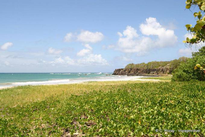 Anse à Prunes, Grün am Strand - Martinique