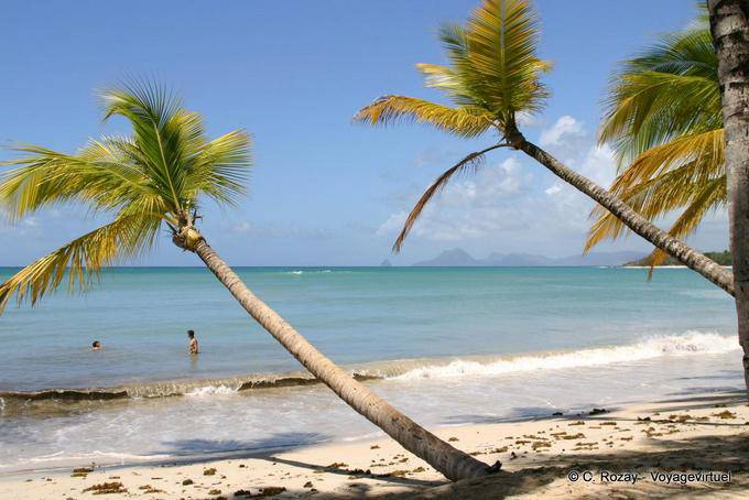 Palmen in der Grande Anse des Salines liegend - Martinique