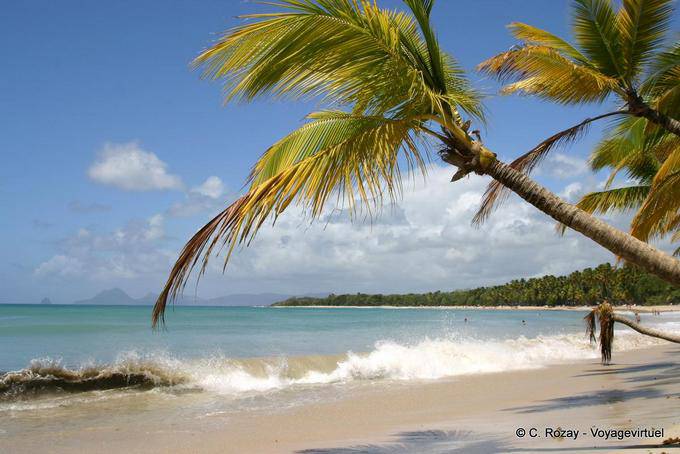 Anse des Salines, Strand und Kokosnuss-Bäumen - Martinique