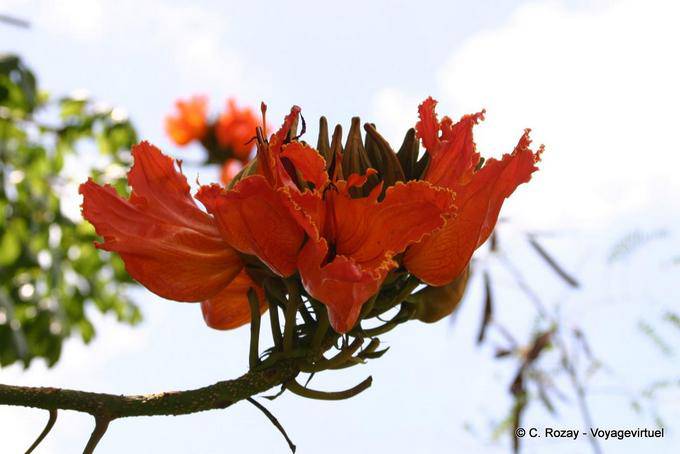 Flamboyant, Blumenflammenbaum - Martinique