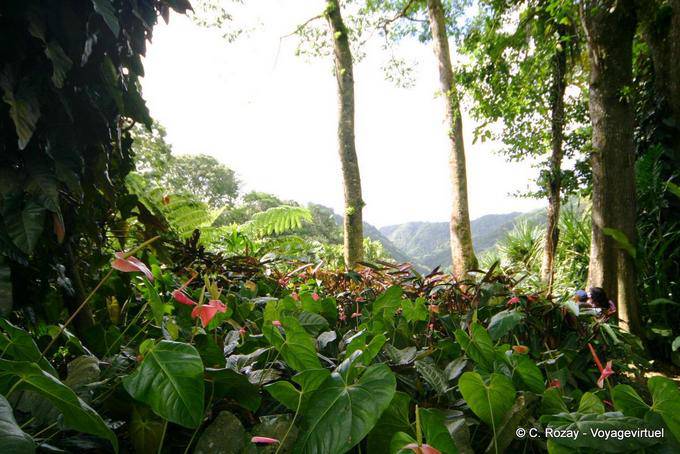 Anthurium, Garten Balata - Martinique