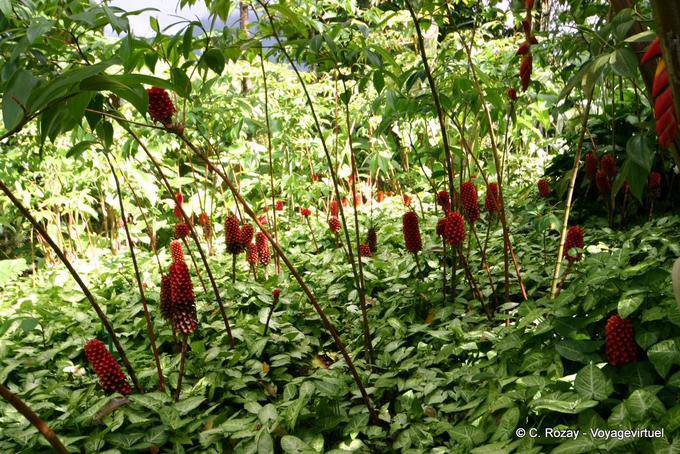 Set rote coctus dirzoi, Garten Balata - Martinique