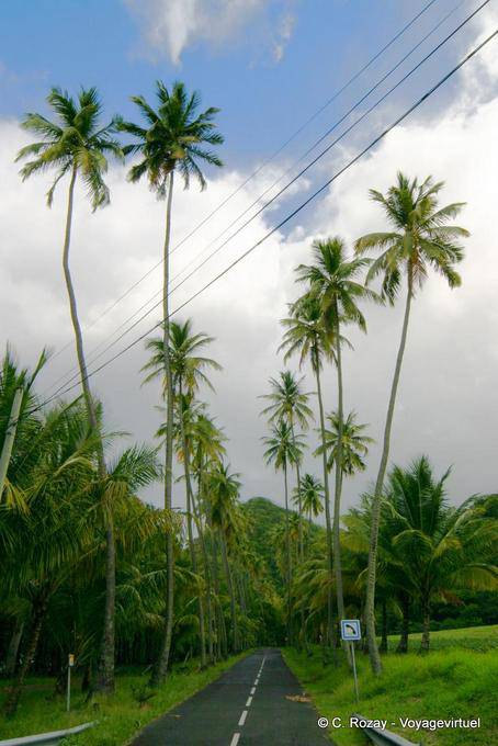 Hohe Palmen auf dem Weg zur Anse Ceron - Martinique