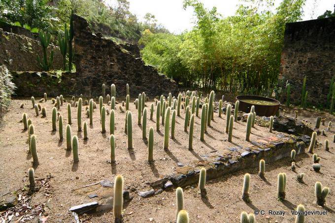 Erection Kaktus von Jean-Philippe Thoze, Habitation Latouche - Martinique