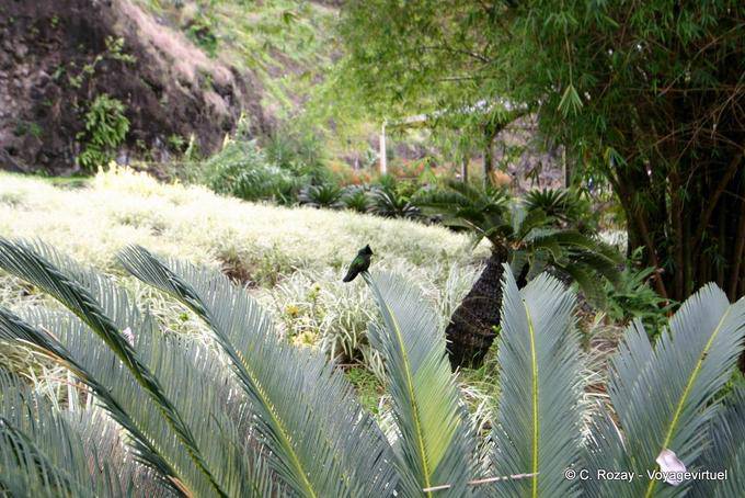 Hummingbird im Garten - Martinique