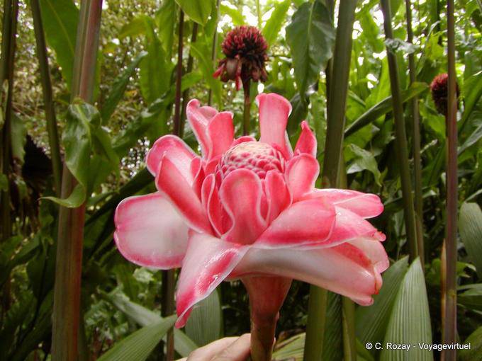 Porzellan Rose, Etlingera elatior (tropischen Ingwer) - Martinique
