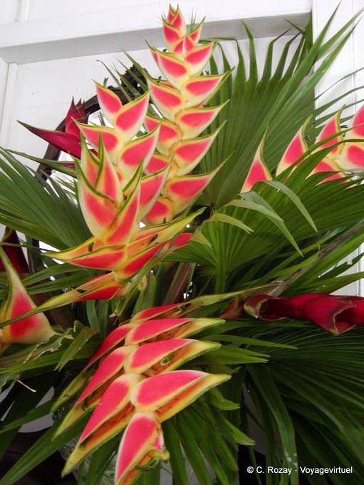 Heliconia Wagneriana, balisier, Garten Balata - Martinique