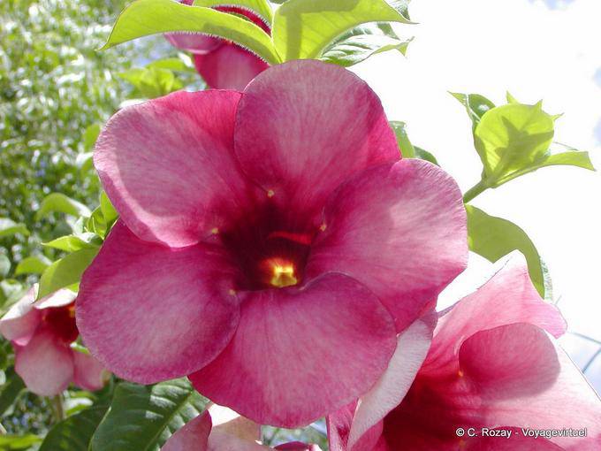 Blumensorte von Adenium, Garten Balata - Martinique
