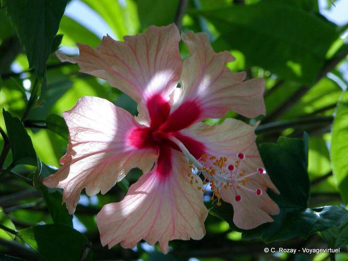 Schöne Blume von Hibiscus Garden Balata - Martinique