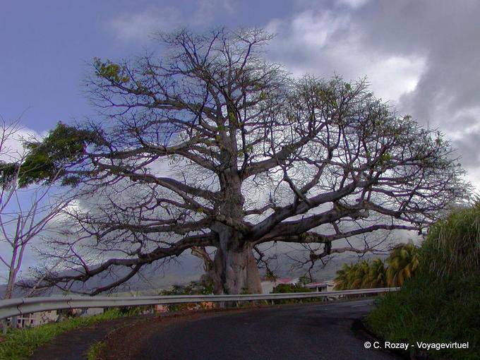 Eine riesige kapokbaum oder Käse am Straßenrand - Martinique