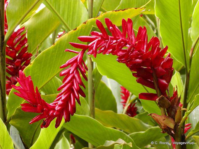 Red Blütenpflanze, um festzustellen, Garten Balata - Martinique