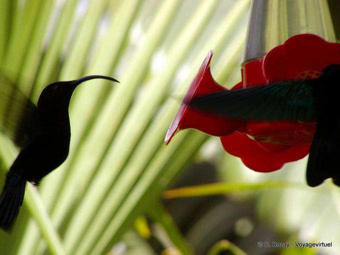 Colibri Betankung erhalten süße Speisen - Martinique