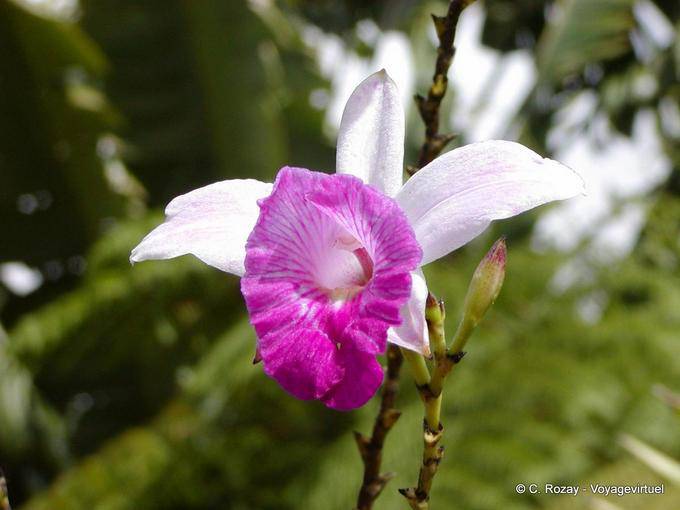 Eine Orchidee Garten von Balata - Martinique