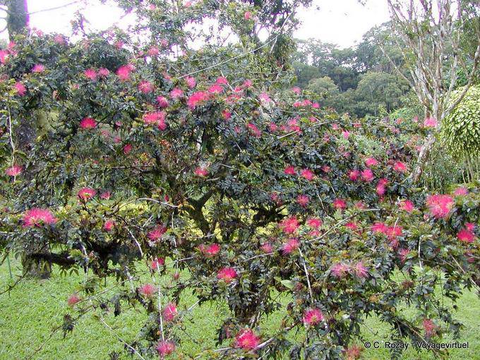 Calliandra tweedii oder Baum mit Windbeutel, Balata Garden - Martinique