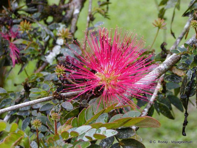 Kein Zweifel, ein Calliandra haematocephala, Garten Balata - Martinique