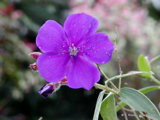 Tibouchina urvilleana (tibouchine d'Urville), Garten Balata - Martinique