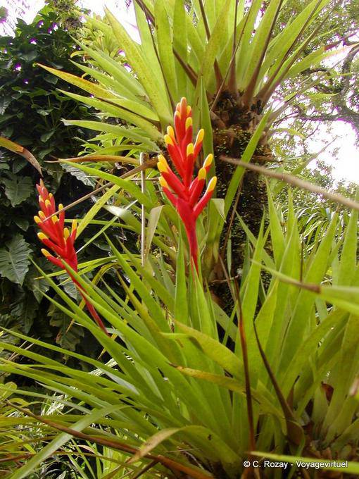 Bromeliad Blume durch Hüllblätter geschützt, Garten Balata - Martinique