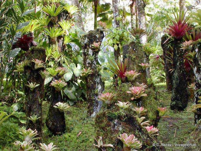 Epiphyten, Polypodiaceae Sammlung suspendiert, Garten Balata - Martinique