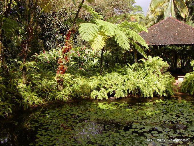 Mare und tropischer Vegetation, Garten Balata - Martinique