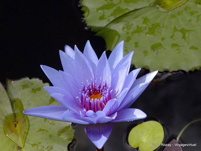 Eine blaue Wasserlilie, Garten Balata - Martinique