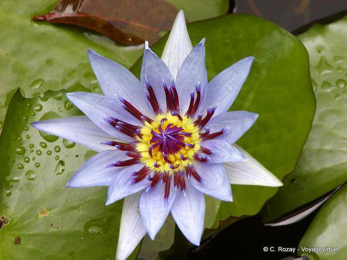 Blauen Lotos oder Wasserlilien-Herz (Nymphaea capensis), Garten Balata - Martinique