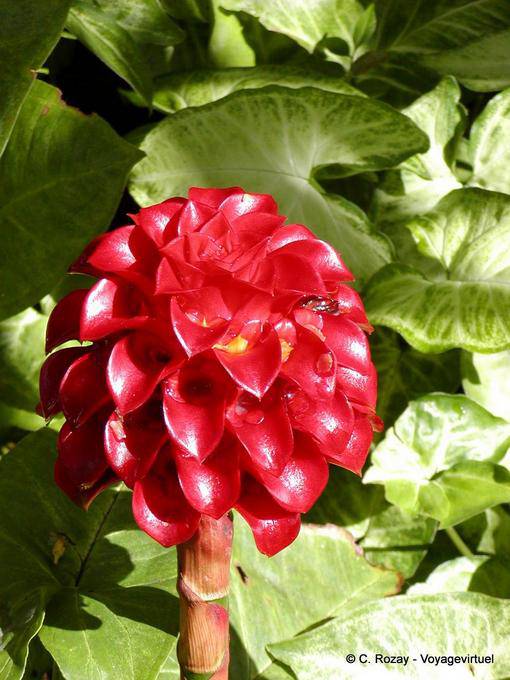 Tapeinochilos ananassae (Ananas Blume), Garten Balata - Martinique