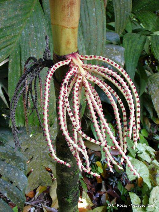Seltsam Auswuchs (bis Namensnennung), Garten Balata - Martinique