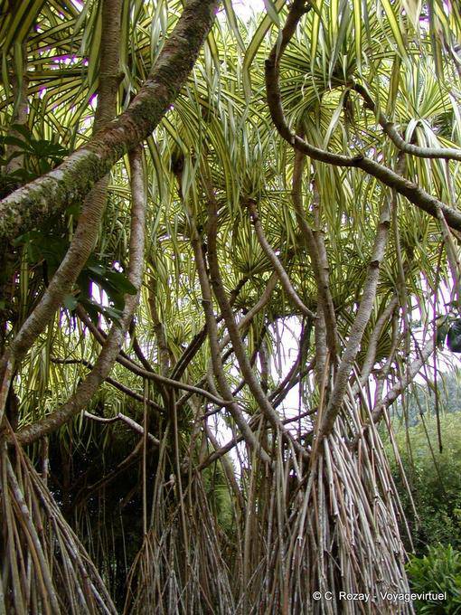 A Bakoua oder Pandanus sanderi, Tropischer Baum, Balata - Martinique