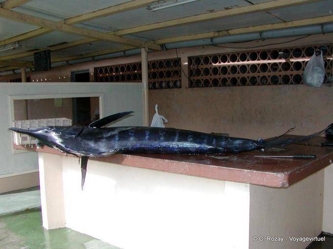 A Marlin auf dem Stall, bereit, geschnitten werden (Blue Marlin) - Martinique