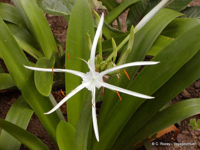 Blumen Crinum pedunculatum (crinole Mangroven), Anse Latouche - Martinique