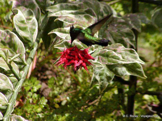 Hummingbird Hummingbird oder Abholung Nektar in einer Blume, Anse Latouche - Martinique