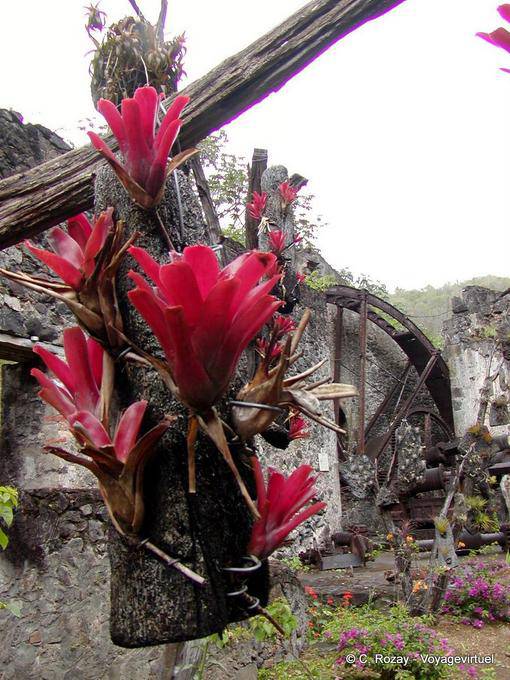 Red Bromelien, Epiphyten Monokotyledonen, Anse Latouche - Martinique