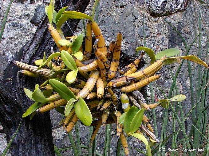 Dendrobium, Art der Bambus-epiphytischen Orchidee, Anse Latouche - Martinique