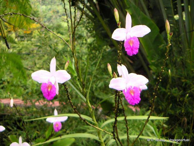 Orchideen, wahrscheinlich Arundina (Bamboo Orchideen), Anse Latouche - Martinique