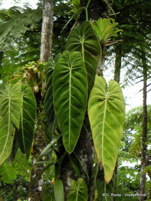 Philodendron Blätter auf Reben Epiphyten, Garten Balata - Martinique