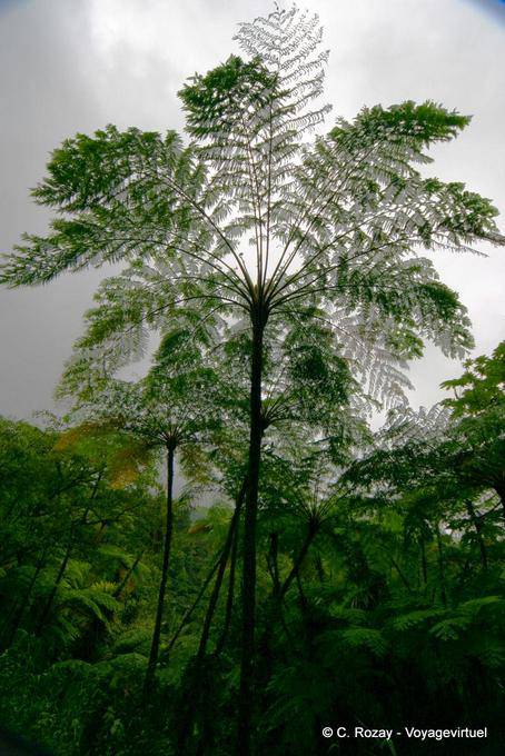 Baumfarn - Martinique