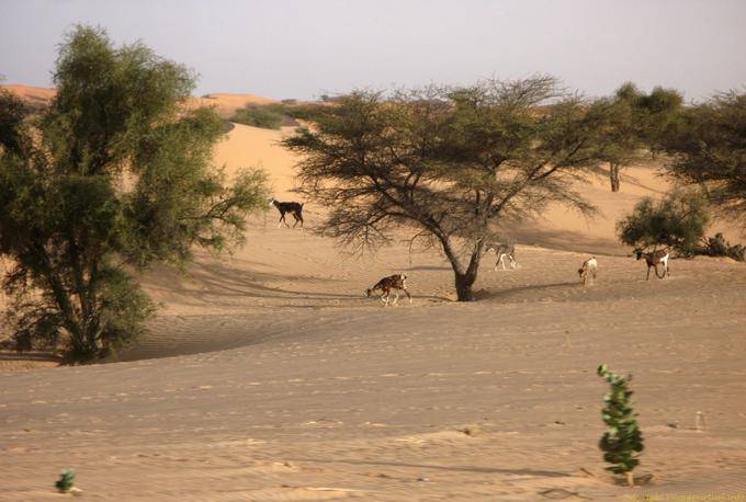 Ziegen unter den Akazien, Hope Road, Mauretanien