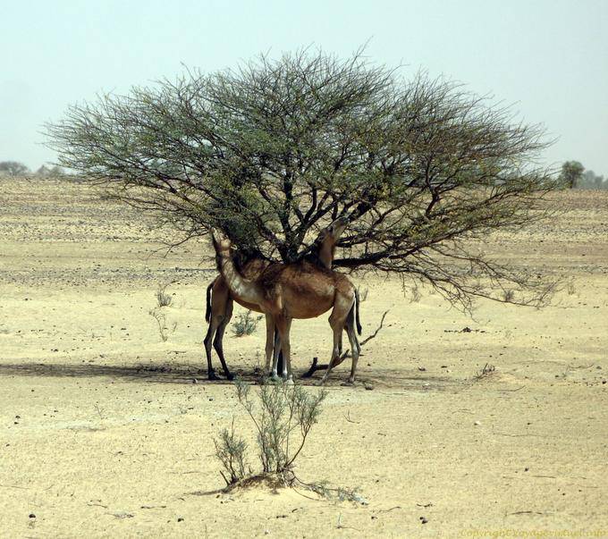 Camels verschlingt einen Akazie, Hope Road, Mauretanien