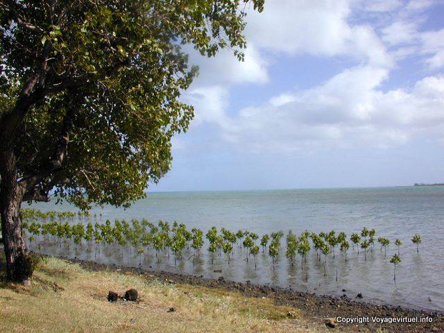 Wächst auf See, Baie Du Cap, Mauritius.
