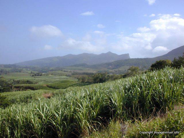 Zuckerrohr Feld Ebene Champagne, Mauritius.