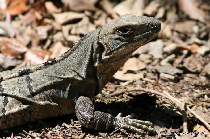 Ein Leguan in Trümmern, Edzná - Mexiko