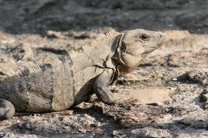 Iguana Mopp, Ek Balam - Mexiko