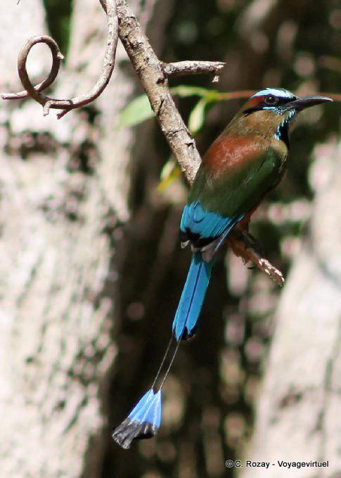 Motmot Blau Augenbraue Vogel Labná - Mexiko