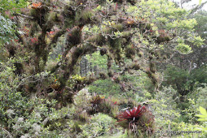 Epiphyten auf den Ästen eines Baumes, die Lagunen von Montebello - Mexiko