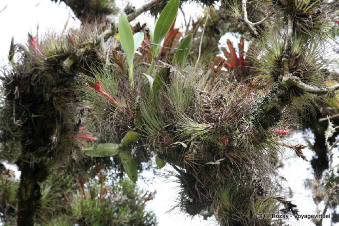 Epiphyten, Lagunas de Montebello - Mexiko