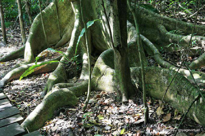 Roots Riese auf dem Weg, Muyil - Mexiko